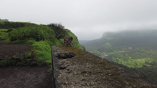 Monkeys playing in the monsoon at the top of lohagad form in the mountain of Lonavala Maharashtra